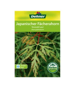 Japanischer Fächerahorn 'Emerald Lace' 8 Japanischer Fächerahorn 'Emerald Lace' -Garten Werk Zone 00000000 Acer palmatum Emerald Lace 2016 1