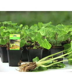 Wasabi 15 Wasabi -Garten Werk Zone 20120718 WE MO 001 Wasabi Gs kleine Planzen 03