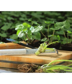 Wasabi 14 Wasabi -Garten Werk Zone 20120718 WE MO 002 Wasabi Gs Reibe Matte Totale