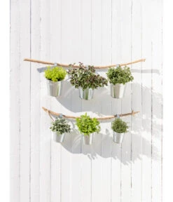 Dehner Gourmet Garten Strauchbasilikum 'Magic Blue' 11 Dehner Gourmet Garten Strauchbasilikum 'Magic Blue' -Garten Werk Zone 20181011 PR MO 003 Kraeuter 04