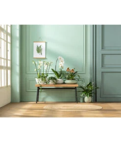 Schmetterlingsorchidee - Phalaenopsis Cultivars, Verschiedene Sorten 31 Schmetterlingsorchidee - Phalaenopsis Cultivars, Verschiedene Sorten -Garten Werk Zone 20181115 PR MO 001 Orchideen GC01 01