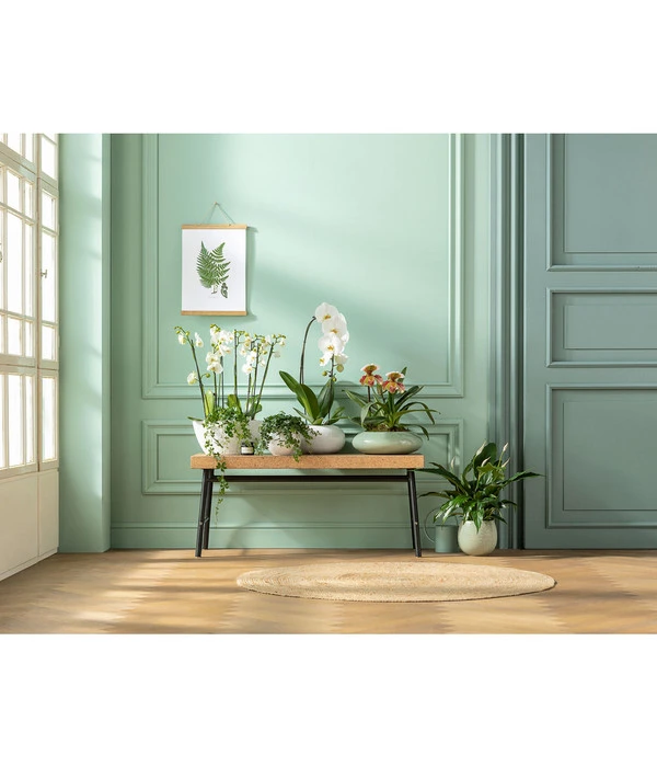 Schmetterlingsorchidee - Phalaenopsis Cultivars, Verschiedene Sorten 15 Schmetterlingsorchidee - Phalaenopsis Cultivars, Verschiedene Sorten – Bild 13