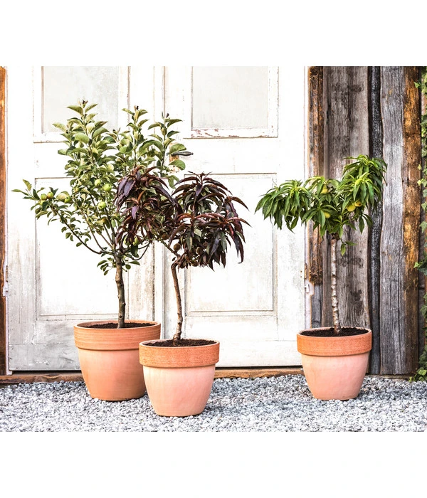 Zwergpfirsich 'Amber Pix Zee' 5 Zwergpfirsich 'Amber Pix Zee' – Bild 3