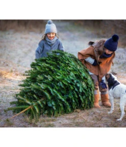 Nordmann-Tanne, Ca. 200-250 Cm, Gesägt 6 Nordmann-Tanne, Ca. 200-250 Cm, Gesägt -Garten Werk Zone 20191205 8995748 WE MO 001 Weihnachtsbaeume