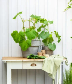 Mini Schlangengurke 11 Mini Schlangengurke -Garten Werk Zone 20200717 8842643 WE MO 002 CucurbitaePepoZucchiniGruen 2021 GC13 01