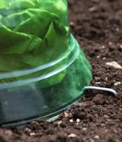 Windhager Pflanzenhut, Ø24 Cm, 10 Stk. 13 Windhager Pflanzenhut, Ø24 Cm, 10 Stk. -Garten Werk Zone 2062289 WE DE 001 WindhagerPflanzenhut