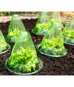 Windhager Pflanzenhut, Ø24 Cm, 10 Stk. 11 Windhager Pflanzenhut, Ø24 Cm, 10 Stk. -Garten Werk Zone 2062289 WE MO 001 WindhagerPflanzenhut