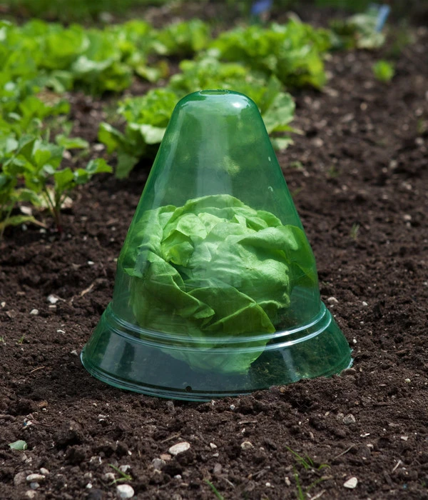 Windhager Pflanzenhut, Ø24 Cm, 10 Stk. 7 Windhager Pflanzenhut, Ø24 Cm, 10 Stk. – Bild 5