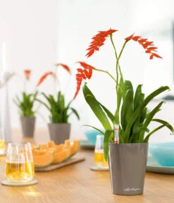 LECHUZA® DELTINI, All-in-One-Set 9 LECHUZA® DELTINI, All-in-One-Set -Garten Werk Zone 2425130 WE MO 001 MINIDELTINItaupehochglanz