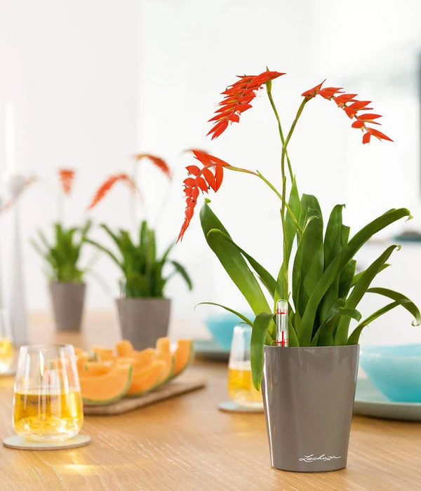 LECHUZA® DELTINI, All-in-One-Set 5 LECHUZA® DELTINI, All-in-One-Set – Bild 3