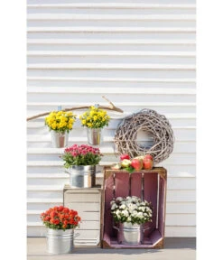 Zinktopf Mit Bügelhalter, Rund 7 Zinktopf Mit Bügelhalter, Rund -Garten Werk Zone 2533388 WE MO 004 ZinktopfmitBuegelhalter