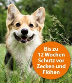 ARDAP® Zecken- Und Flohschutz Spot-On Für Kleine Hunde, 3 X 1 Ml 10 ARDAP® Zecken- Und Flohschutz Spot-On Für Kleine Hunde, 3 X 1 Ml -Garten Werk Zone 2599140 WE DE 002 ArdapQuikoHZbhSpotOnKleineHunde10kg