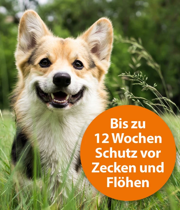 ARDAP® Zecken- Und Flohschutz Spot-On Für Kleine Hunde, 3 X 1 Ml 5 ARDAP® Zecken- Und Flohschutz Spot-On Für Kleine Hunde, 3 X 1 Ml – Bild 3