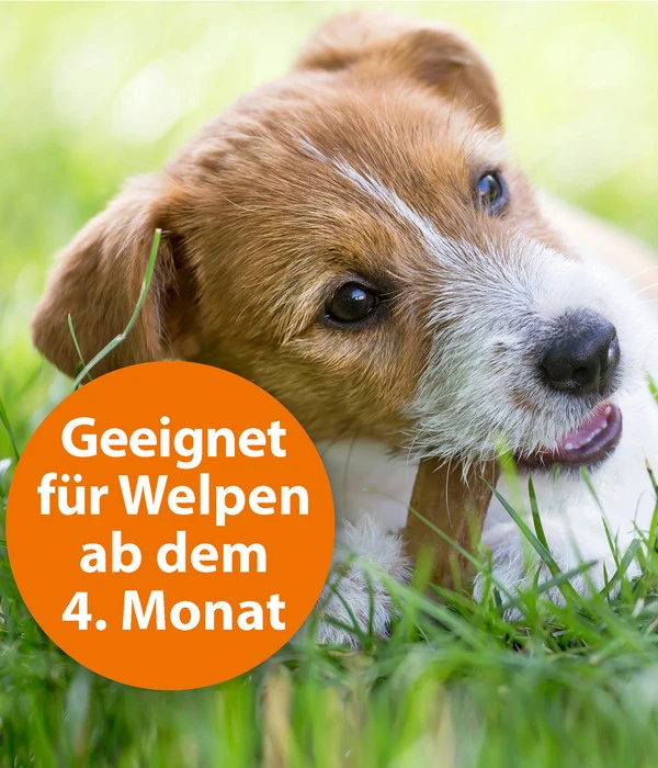 ARDAP® Zecken- Und Flohschutz Spot-On Für Kleine Hunde, 3 X 1 Ml 6 ARDAP® Zecken- Und Flohschutz Spot-On Für Kleine Hunde, 3 X 1 Ml – Bild 4