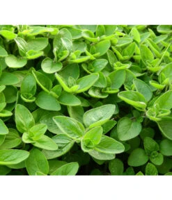 Dehner Gourmet Garten Majoran, Einjährig 7 Dehner Gourmet Garten Majoran, Einjährig -Garten Werk Zone 2782134 WE DE 001 GourmetGartenMajoranEchterMiranT12Pixabay