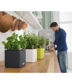 LECHUZA® CUBE Color, All-in-One Set 12 LECHUZA® CUBE Color, All-in-One Set -Garten Werk Zone 2843480 2843464 2843530 WE MO 001 CubeColor14AnthazitWeissLimettengruen