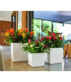 LECHUZA® CUBE, All-in-One Set 13 LECHUZA® CUBE, All-in-One Set -Garten Werk Zone 2844066 WE MO 010 CubePremiumWeiss 3179850 3179538