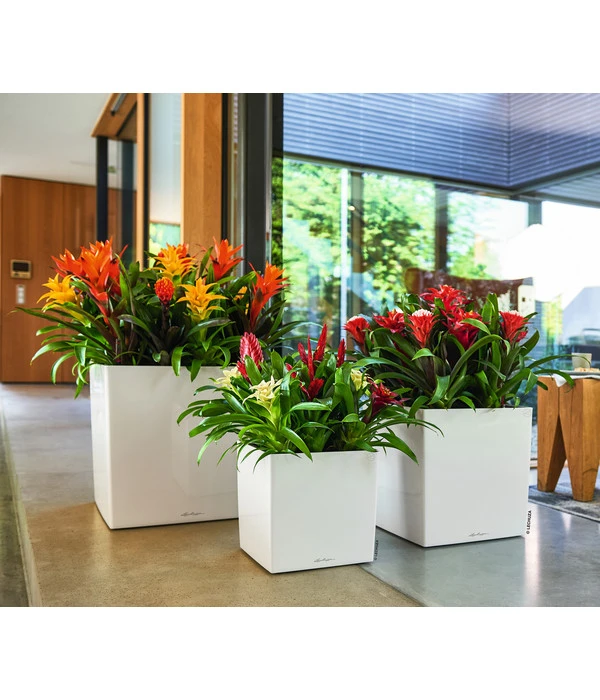 LECHUZA® CUBE, All-in-One Set 7 LECHUZA® CUBE, All-in-One Set – Bild 5