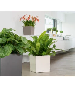 LECHUZA® CUBE, All-in-One Set 12 LECHUZA® CUBE, All-in-One Set -Garten Werk Zone 3179850 PR MO 001 CubePremium30WeissLechuza