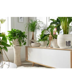 Dehner Keramik-Schale Rustika, Bauchig, Creme 5 Dehner Keramik-Schale Rustika, Bauchig, Creme -Garten Werk Zone 3622503 PR MO 002 KeramikTopfRustikaCreme