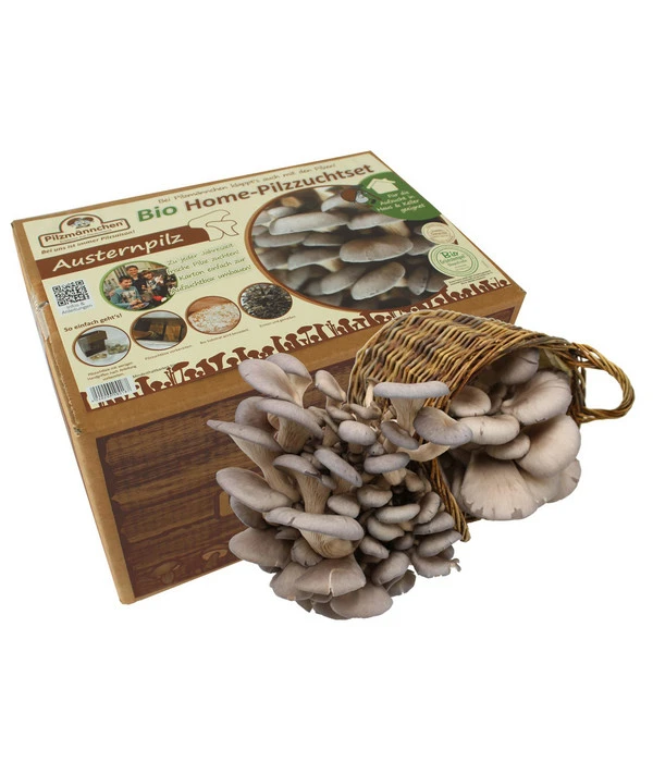 Pilzmännchen Bio Pilzzuchtset Austernpilz 3 Pilzmännchen Bio Pilzzuchtset Austernpilz