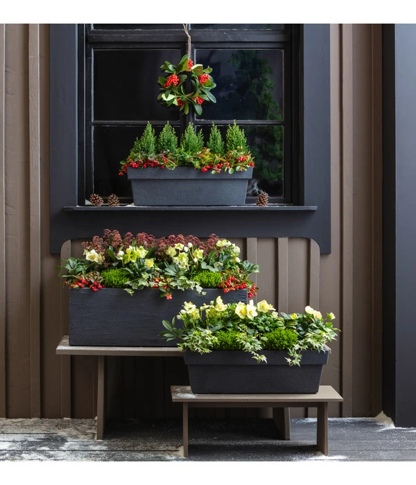 Efeu, Verschiedene Sorten 8 Efeu, Verschiedene Sorten – Bild 6