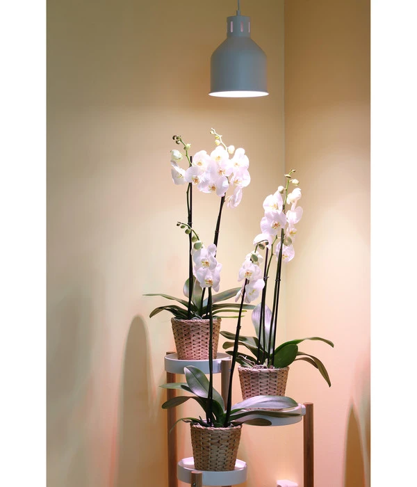 Venso Lampenschirm Saga Für Pflanzenlampe 4 Venso Lampenschirm Saga Für Pflanzenlampe – Bild 2