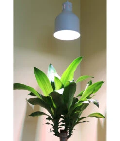 Venso Lampenschirm Saga Für Pflanzenlampe 8 Venso Lampenschirm Saga Für Pflanzenlampe -Garten Werk Zone 4179578 WE MO 002 LampenschirmSagaWeissfuerPflanzenlampe