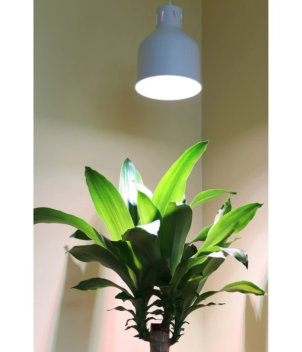 Venso Lampenschirm Saga Für Pflanzenlampe 5 Venso Lampenschirm Saga Für Pflanzenlampe – Bild 3