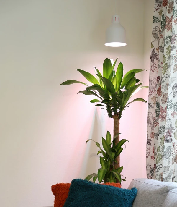 Venso Lampenschirm Saga Für Pflanzenlampe 6 Venso Lampenschirm Saga Für Pflanzenlampe – Bild 4