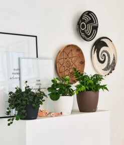 LECHUZA® CLASSICO Color, All-in-One-Set 14 LECHUZA® CLASSICO Color, All-in-One-Set -Garten Werk Zone 4309712 PR FS 001 ClassicoColorWeissMuskatSchiefergrau