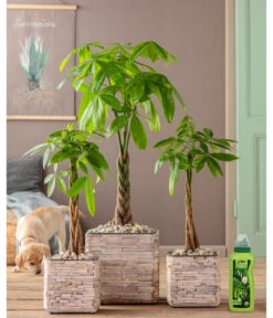 Dehner Grünpflanzen-Dünger, Flüssig, 500 Ml 8 Dehner Grünpflanzen-Dünger, Flüssig, 500 Ml -Garten Werk Zone 4418075 WE MO 002 DehnerGruenpflanzenDuengerfluessig500ml