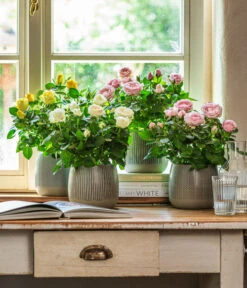 Dehner Übertopf-Set Pink Beauties, 2-teilig 11 Dehner Übertopf-Set Pink Beauties, 2-teilig -Garten Werk Zone 4461091 WE MO 001 TopfIdaGrau