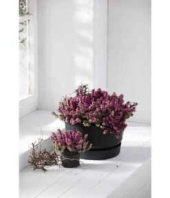 Elho Kunststoff-Schale Greenville, Ca. Ø33/H19,5 Cm 10 Elho Kunststoff-Schale Greenville, Ca. Ø33/H19,5 Cm -Garten Werk Zone 4474292 WE MO 003 elhoKunststoffSchaleGreenville