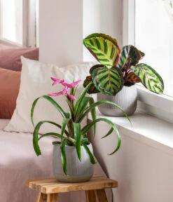 Dehner Übertopf-Set Pink Beauties, 2-teilig 10 Dehner Übertopf-Set Pink Beauties, 2-teilig -Garten Werk Zone 4495172 8745259 WE MO 001 PinkBeauties PflanzenSetOnlineHer