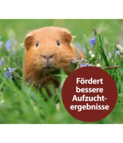 Quiko® Vitacombex® Na Multivitaminsaft Für Nager, 125 Ml 9 Quiko® Vitacombex® Na Multivitaminsaft Für Nager, 125 Ml -Garten Werk Zone 5198106 WE MO 003 QuikoNFVitacombexNa125ml