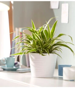 Grünlilie - Chlorophytum Comosum 'Ocean' 9 Grünlilie - Chlorophytum Comosum 'Ocean' -Garten Werk Zone 5253323 WE MO 001 KeramikTopfWaveWeissMattDehnerUveSauerApril2016