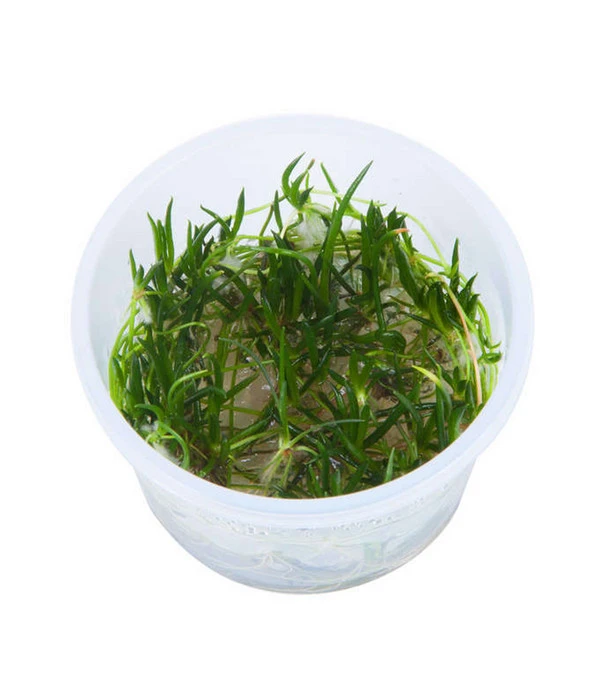 Tropica Littorelle Uniflora, Aquarium Pflanze 5 Tropica Littorelle Uniflora, Aquarium Pflanze – Bild 3