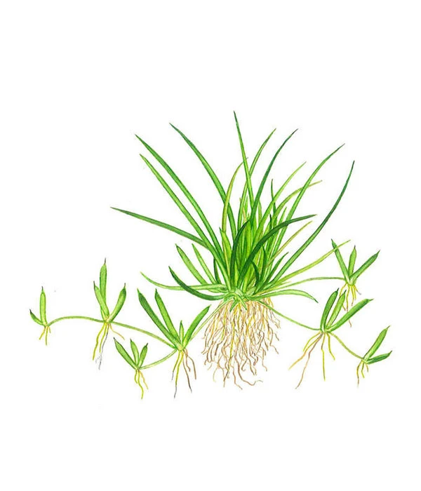 Tropica Littorelle Uniflora, Aquarium Pflanze 3 Tropica Littorelle Uniflora, Aquarium Pflanze