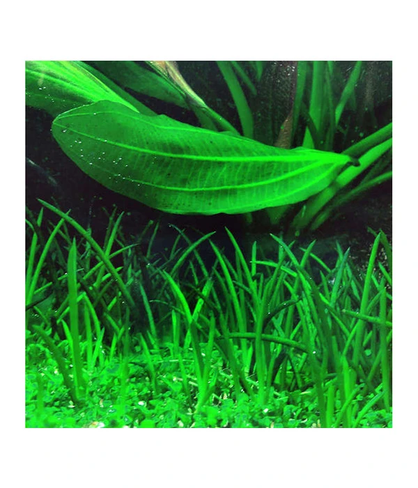 Tropica Littorelle Uniflora, Aquarium Pflanze 4 Tropica Littorelle Uniflora, Aquarium Pflanze – Bild 2
