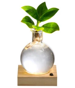 Ausgewählte Produkte 22 Waterplant Balsamapfel Im Kugelglas - Clusia Rosea 'Princess', Mit LED