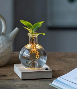 Ausgewählte Produkte -Garten Werk Zone 6125074 WE MO 001 WaterPlantClusiaLED