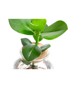 Waterplant Balsamapfel Im Kugelglas - Clusia Rosea 'Princess', Ca. 30 Cm 9 Waterplant Balsamapfel Im Kugelglas - Clusia Rosea 'Princess', Ca. 30 Cm -Garten Werk Zone 6125082 WE DE 001 WaterPlantsClusia12cm