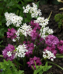 Dehner Blumenzwiebel 5 Monate Blütenpracht, 200 Stk. 16 Dehner Blumenzwiebel 5 Monate Blütenpracht, 200 Stk. -Garten Werk Zone 6617286 WE MO 002 DehnerBlumenzwiebel5MonateBlumenpaket