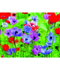 Dehner Blumenzwiebel 5 Monate Blütenpracht, 200 Stk. 17 Dehner Blumenzwiebel 5 Monate Blütenpracht, 200 Stk. -Garten Werk Zone 6617286 WE MO 003 DehnerBlumenzwiebel5MonateBlumenpaket