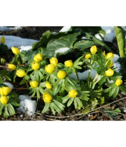 Dehner Blumenzwiebel 5 Monate Blütenpracht, 200 Stk. 18 Dehner Blumenzwiebel 5 Monate Blütenpracht, 200 Stk. -Garten Werk Zone 6617286 WE MO 004 DehnerBlumenzwiebel5MonateBlumenpaket