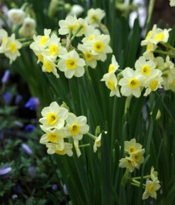 Dehner Blumenzwiebel 5 Monate Blütenpracht, 200 Stk. 19 Dehner Blumenzwiebel 5 Monate Blütenpracht, 200 Stk. -Garten Werk Zone 6617286 WE MO 005 DehnerBlumenzwiebel5MonateBlumenpaket