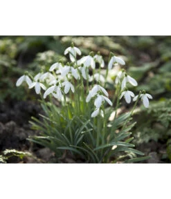 Dehner Blumenzwiebel 5 Monate Blütenpracht, 200 Stk. 20 Dehner Blumenzwiebel 5 Monate Blütenpracht, 200 Stk. -Garten Werk Zone 6617286 WE MO 006 DehnerBlumenzwiebel5MonateBlumenpaket