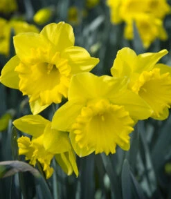 Dehner Blumenzwiebel 5 Monate Blütenpracht, 200 Stk. 21 Dehner Blumenzwiebel 5 Monate Blütenpracht, 200 Stk. -Garten Werk Zone 6617286 WE MO 007 DehnerBlumenzwiebel5MonateBlumenpaket