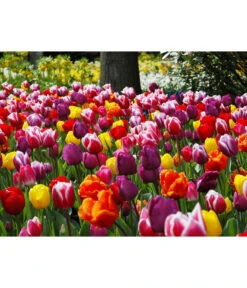 Dehner Blumenzwiebel 5 Monate Blütenpracht, 200 Stk. 24 Dehner Blumenzwiebel 5 Monate Blütenpracht, 200 Stk. -Garten Werk Zone 6617286 WE MO 010 DehnerBlumenzwiebel5MonateBlumenpaket